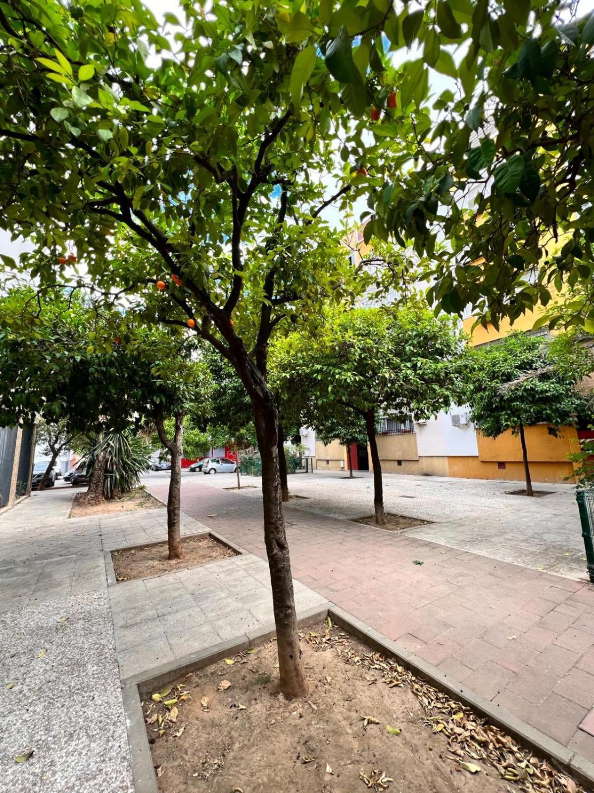 Comfortable & Siviglia